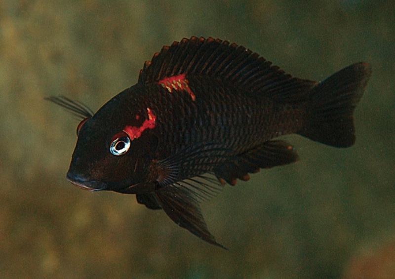 Tropheus sp. 'black' Caramba